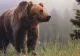 A salvat un pui de urs rămas orfan. După 6 ani, animalul i-a făcut ceva tulburător