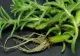 Le calci în picioare, dar îţi pot salva viaţa! Aceste plante vindecă tumorile, hepatita şi ciroza