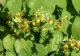 Această plantă este mai puternică decât Viagra! Efectele i-au uimit până şi pe medici!