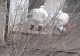 O femeie de 72 de ani din Olt, care a fost internată la Spitalul Gerota, confirmată cu COVID-19