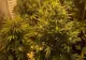 Tânăr reținut pentru trafic de droguri de risc în Satu Mare. Avea în apartament o cultură de cannabis
