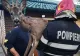 VIDEO SALVARE spectaculoasă. Un pui de căprioară rănit, eliberat de pompierii din Argeș 