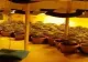 VIDEO O adevărată plantație de cannabis, într-o casă din Constanța. Ce au mai găsit polițiștii
