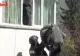 VIDEO/ SURPRIZA pentru un copil de 7 ani, din Suceava: luptatorii SIAS i-au cantat "La multi ani" la balcon si i-au adus si un cadou