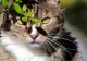STUDIU: Pisicile pot contracta coronavirusul. Ce animale de companie sunt vulnerabile