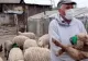 VIDEO Miorița în pandemie. Un cioban le-a pus măști oilor