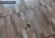 Panică într-un centru de carantină, din Tulcea: o femeie a găsit un șarpe în cameră