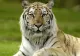 Alertă la Grădina Zoologică: TIGRU testat pozitiv cu COVID-19