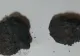 Meteorit căzut deasupra Iașului! Un ieșean a recuperat bucăți din rocă