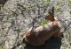 O căprioară rătăcită într-un cartier din Satu Mare a fost salvată de jandarmii sătmăreni