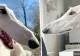 Imagini adorabile! Povestea cățelușei cu cel mai lung nas din lume: 30 cm!