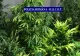 Cultură de cannabis într-un apartament din Satu Mare. Printre clienți, un polițist de frontieră