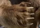 Bărbat atacat de urs în județul Vrancea. Omul se dusese la cules de ciuperci în pădure 