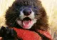 Ipoteză surprinzătoare în Olanda, NURCA ar putea transmite COVID la om