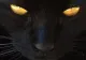 Ceasul rău, pisica neagră! Un covăsnean a intrat cu mașina în stâlp din cauza felinei de pe șosea