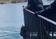VIDEO Scena emoționată, un ursuleț a fost salvat de la înec de pompieri. Cum a reacționat ursoaica
