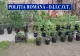 Tânăr reținut pentru trafic de droguri de mare risc. Acesta înființase o cultură de cannabis