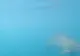 VIDEO Filmare spectaculoasă cu delfinii din Marea Neagră