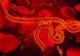 OMS, în alertă maximă: Răspândirea Ebola scapă de sub control - Ce s-a schimbat în 2022, în transmiterea bolii mortale