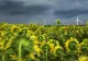 COD PORTOCALIU de fenomene meteo SEVERE: furtuni, ploi torențiale și grindină. HARTA potopului, actualizată