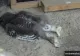 Imagine virală: de ce dorm puiuții de bufniță pe burtă