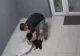 Incident halucinant în Timișoara. Un câine răpit și băgat într-un sac, în scara blocului. Hoțul recunoaște că l-a luat, dar nu vrea să-l dea înapoi
