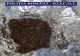 Percheziții la Giurgiu și Constanța, într-un dosar de trafic de droguri. Patru bărbați, reținuți