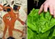 Legătura şocantă dintre salata verde şi sex. Cel mai mare secret al egiptenilor