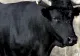 Un fermier a MURIT după ce a fost atacat de un taur