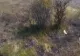 Incendiu de vegetație în județul Argeș