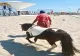 Ponei confiscați pe plaja din Mamaia