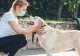 Studiu: Coronavirusul se poate transmite de la om la animalele de companie