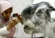 Animalul înfiorător care a scăpat pe internet. Ce secret teribil ascunde creatura care a îngrozit
