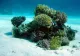  Zeci de noi specii ies la iveală în apele adânci din Insulele Galapagos