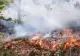 VIDEO Alertă în Buzău! Pompierii intervin pentru stingerea unui incendiu de pădure