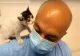 VIDEO Martori în infernul din Beirut. Veterinari români, salvatori pentru animalele rănite 