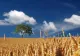 Vremea 4 august - România continuă să se topească sub temperaturile mari din ultimele zile