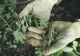 Mai mulți români, depistați cu Covid-19, la o fermă agricolă din Spania