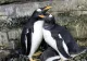  Situație inedită la Acvariul Oceanografic din Valencia: doi pinguini de același sex au devenit părinți prin adopția unui ou