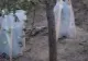VIDEO Cultură de cannabis descoperită într-o pădure. Traficanții, prinși cu focuri de armă