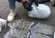 Captură impresionantă de droguri în Ialomița. 4 kg, ascunse într-un colet trimis din Spania