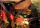 Accident grav, în jud. Timiș: doi morți. Victimele, aruncate din mașină, în urma impactului extrem de violent
