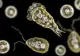 Stare de urgență în Texas, după ce s-a descoperit în apă un microorganism care ”mănâncă creier”