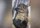 VIDEO - Credea că e un pui de câine, dar după câteva săptămâni a avut șocul vieții
