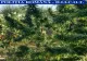 Traficanţi de droguri ingenioşi în județul Olt: Cannabisul, cultivat într-o cultură de viţă de vie