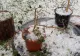 Avertizarea meteo, actualizată: cod GALBEN de fenomene severe. Unde lovesc furtunile și grindina