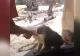 VIDEO - Reacția extrem de simpatică a unei maimuțe atunci când vede un truc magic
