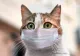 În atenția iubitorilor de feline. A apărut aplicația care traduce "pisiceasca"