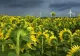 Avertizare meteo: cod PORTOCALIU de fenomene severe. Unde lovesc furtunile și grindina
