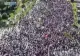 VIDEO Proteste de amploare în Belarus, zeci de mii de oameni sunt pe străzi
